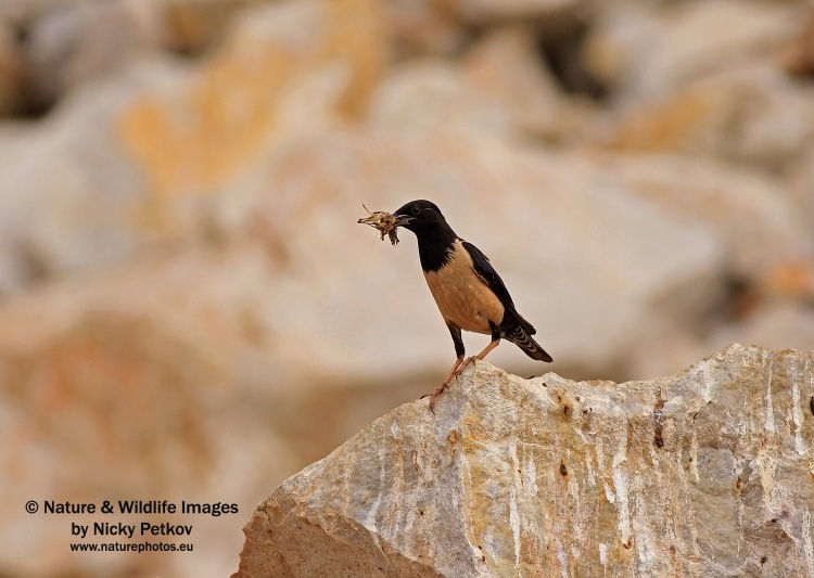 WildLife Photos of Birds, Crows, Starlings & others, Rose-colored Starling, Sturnus roseus